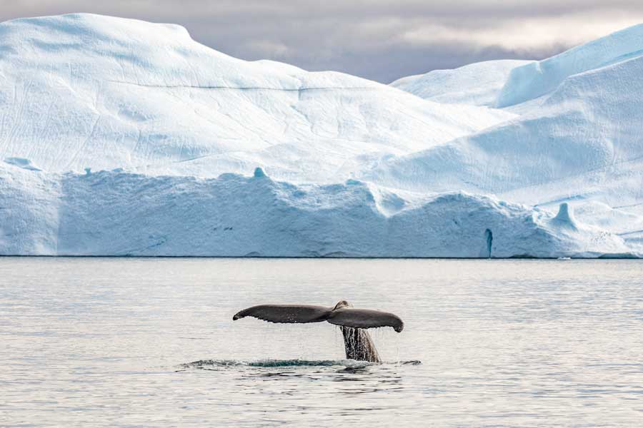 Walvissen in Ilulissat