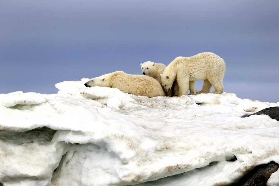 IJsberen op Spitsbergen