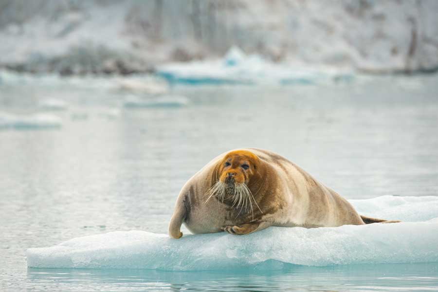 Walrus op Moffen