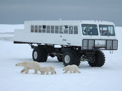 IJsberen lopen langs een ijstruck tijdens excursie bij Churchill in Manitoba in Canada.