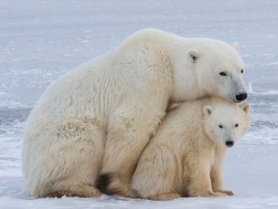 IJsberen nabij Churchill in Manitoba in Canada.