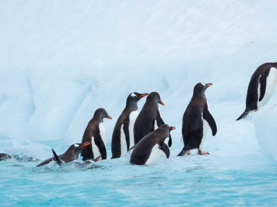 Hurtigruten Expeditie Highlights van Antarctica met BBI Travel